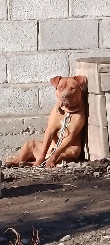 Услуги ветеринара: Питбуль, 8 месяцев, Самец — 2