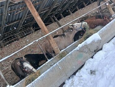 Аквариумы: Продаю | Кобыла (самка), Конь (самец), Жеребец | Полукровка, Першерон, Дончак | На забой, Для разведения, Для молока | Племенные, Осеменитель, Мерин — 3