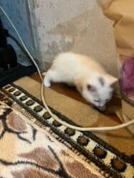 кролик декоративный: Очень ухоженная но помотанная кошечка дворняжка напоминает породу — 3