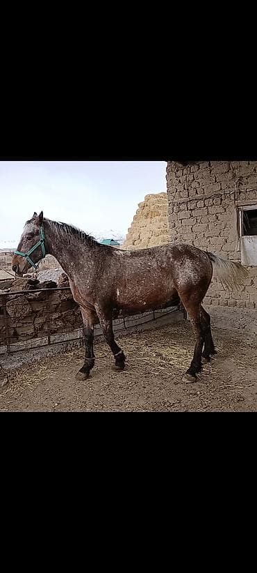 Другие животные: Продаю | Жеребец | Рабочий — 2