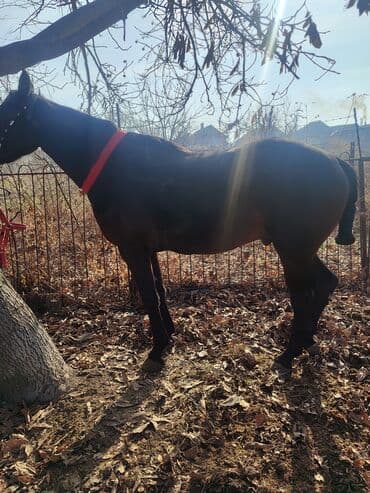 белый конь: Продаю | Жеребец | Для разведения, Конный спорт | Племенные — 5