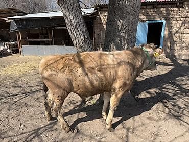 Продаю | Музоо, торпок | Швицкая | На откорм | Искусственник