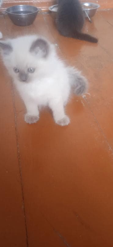 ангорские котята: Котята, белые с серыми отметинами (поинт), пушистая шерсть средней — 1