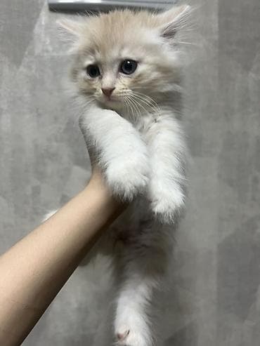 Кошки: Отдам котенка в добрые руки. Пушистый кремово-белый котёнок с голубыми — 3
