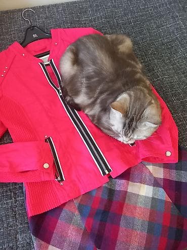 Кофты, свитеры: Яркая стильная курточка от бренда CANDA Premium, Дания — 7