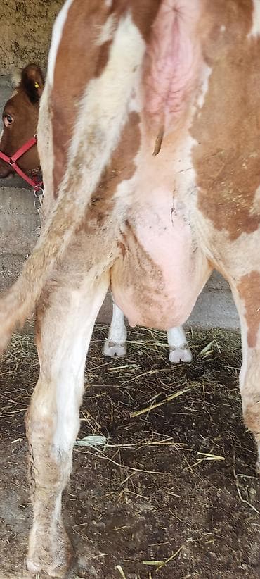 бее байтал: Продаю | Корова (самка) | Полукровка | Для молока | После отела — 7