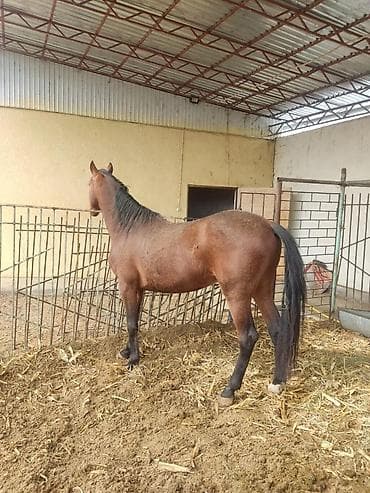 А/ч жаныбарларын сатам: Сатам | Байтал | Аргын | Көбөйтүү үчүн | Асыл тукумдуу — 1