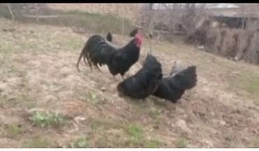 куры австролоп: Продаю цыплят чистокровного австралопа румынской линии — 2