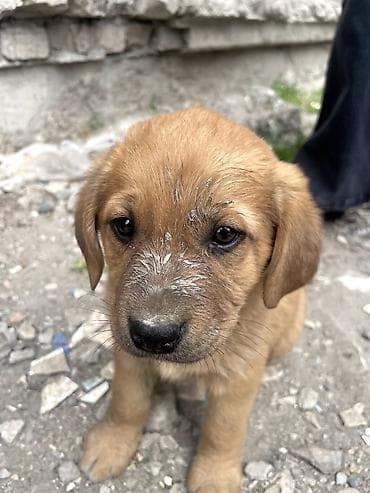 белые щенки: СРОЧНО ❗️ На улице бездомная собака родила щенков, им примерно 1,5–2 — 3