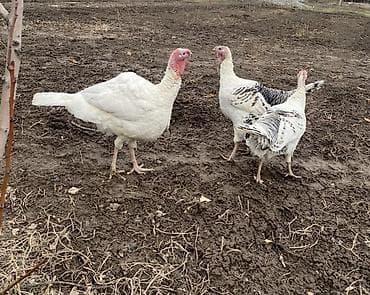 семена клевера джеа: Продаю | Индюк (самец) | Для разведения | Племенные — 1