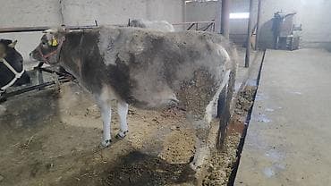 кошки жалал абад: Сатам | Уй (ургаачы), Кунаажын — 4