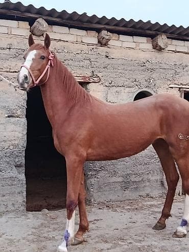 Сатам | Бээ (ургаачы) | Ат спорту