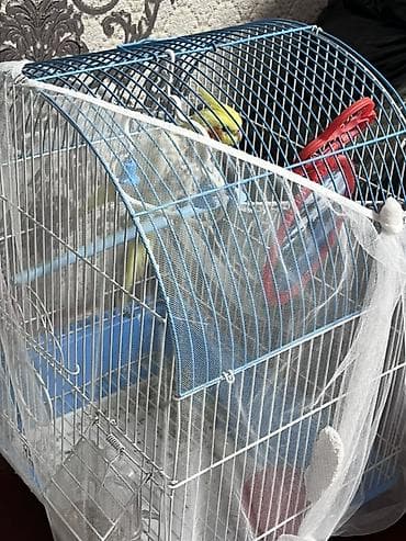 купить неразлучников: Продаю попугаи 🦜 корелла парода Мальчик или девочка не знаю. Цена — 1
