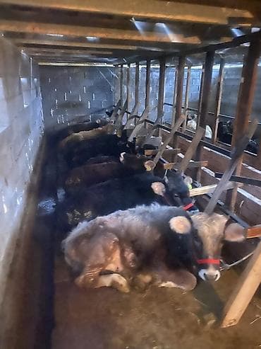 Продаю | Корова (самка) | На откорм