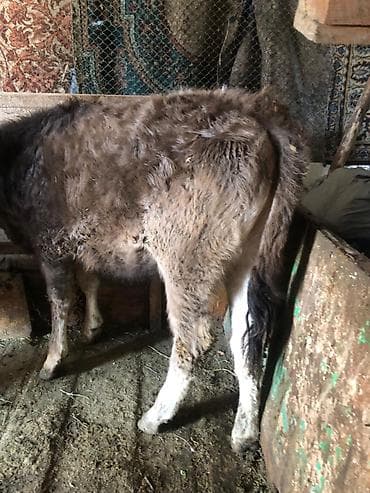 симментал бык: Продаю | Тёлка | Алатауская | Для разведения — 7