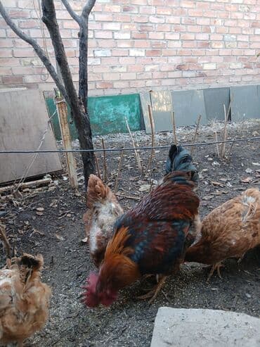 Иттер: Сатам | Короздор | Үй | Көбөйтүү үчүн — 3