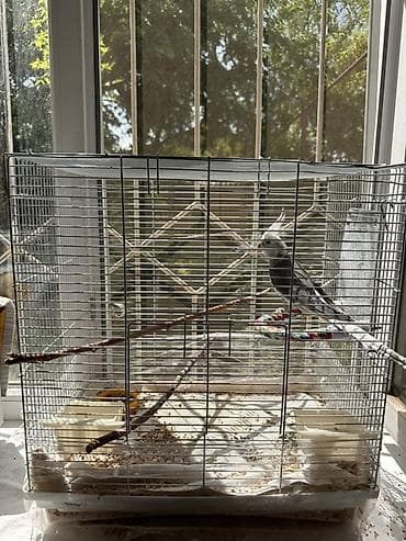 жердочки для попугаев корелла: Корелла (нимфа) окраса серый/белый с хохолком. Птица в просторной — 3