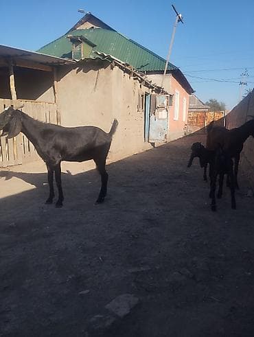 Продаю | Коза (самка) | Для разведения at lalafo.kg Продаю | Коза (самка) | Для разведения