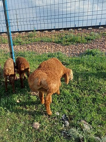 эшек жаныбар: Сатам | Ургаачы кой (ургаачы) | Арашан | Көбөйтүү үчүн — 2