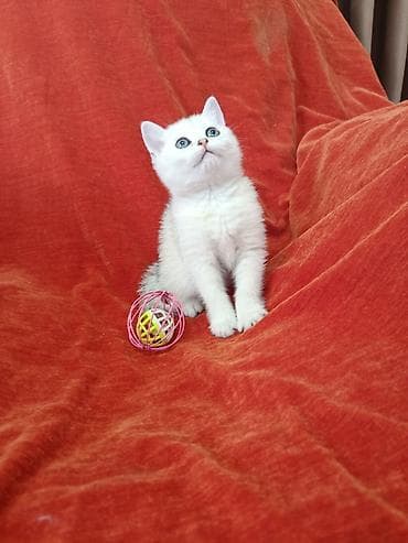 кошки сиамские: Шотландские девочки возраст полтора месяца,от хороших родителей — 3