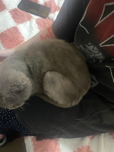 веслоухие кошки: Кошка даром: Скотиш Фолд (Шотландская вислоухая), 1 год, Мальчик, Приучена к лотку, С прививками — 2