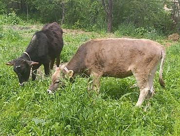 щенята хаски: Продаю | Тёлка, Музоо, торпок | Для разведения — 2