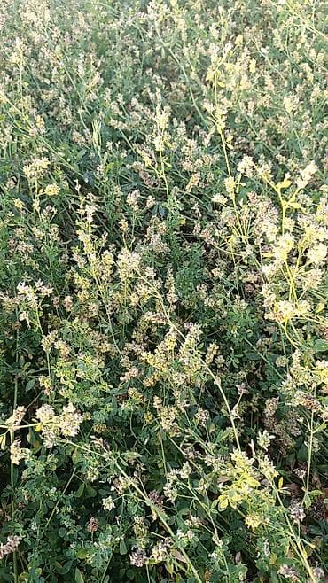 краскопульт купить: Семена кормовых растений: Люцерна — 3