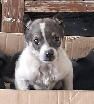 чиху хуа: Срочно отдам даром. Щенок мальчик небольшого размера, короткошёрстный — 1