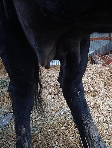 карова продаю: Продаю | Корова (самка) | Для молока | Привязанные — 3