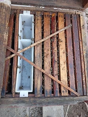 кой кыркан агригат: Пчелиные семьи в лежаках - Тип ульев: деревянные лежаки с верхним — 2