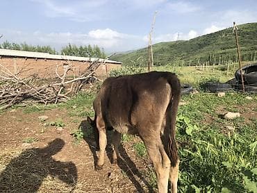 продам жеребенка: Продаю | Бык (самец) | Полукровка | На откорм — 2