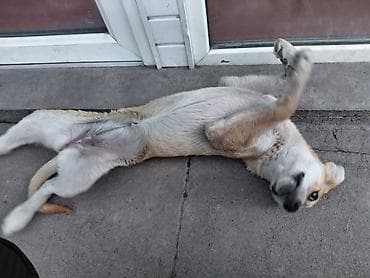 перепелка бишкек: Ит бекер берилет: 3 айлык, Ургаачы — 5