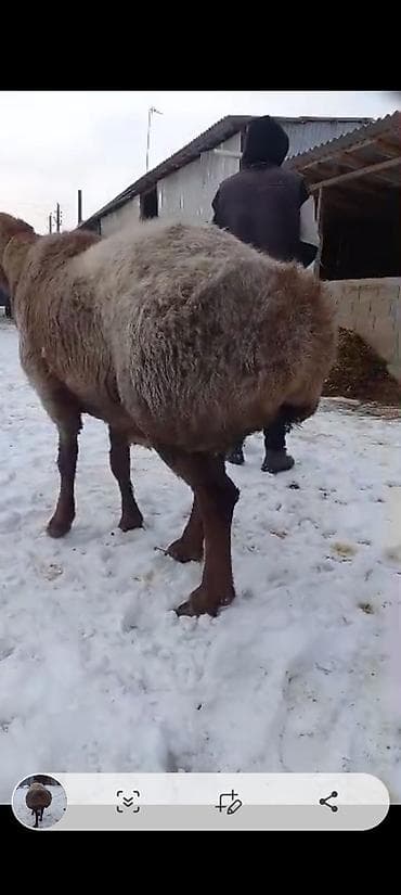 Услуги ветеринара: Продаю | Баран (самец) | На забой | Племенные — 3