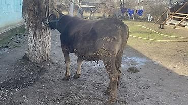 калифорния черви: Продаю | Корова (самка) | Швицкая | Для разведения, Для молока — 1