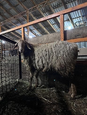 матки пчел: Продаю | Овца (самка) | Для разведения | Матка — 1