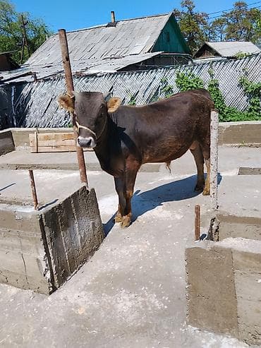 рамка для пчелы: Продаю | Бык (самец) | На откорм | Племенные — 1