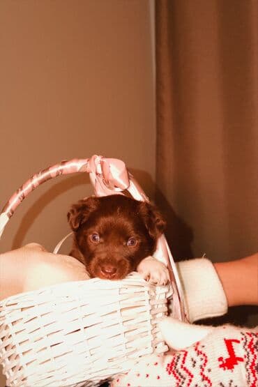 куплю собаку в бишкеке: 🎁 Ищете идеальный подарок к Новому году? Маленький хвостик, который — 6