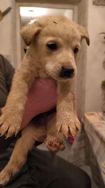 красный страитель: Щенки, окрас черный с подпалом Описание: - Милые щенки — 8