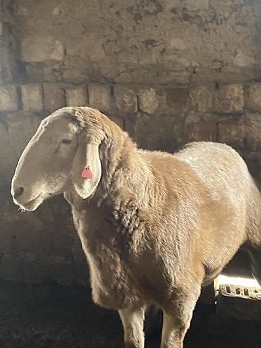 Продаю | Баран (самец) | Арашан | Для разведения | Племенные, Осеменитель at lalafo.kg Продаю | Баран (самец) | Арашан | Для разведения | Племенные, Осеменитель