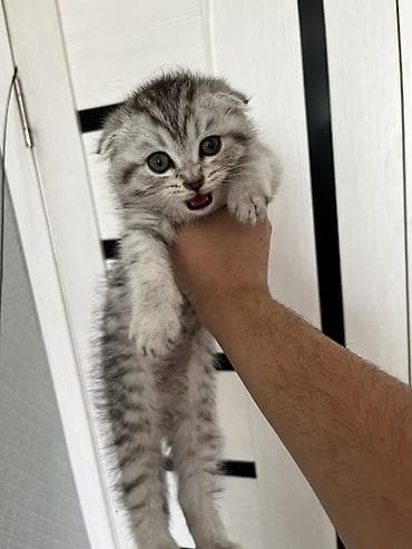 продаю чихуахуа: Скотиш Фолд (Шотландская вислоухая), 2 месяца, Девочка, Приучена к лотку — 1