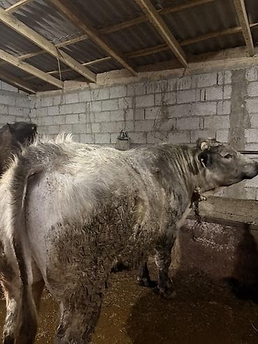 кара балта кукуруза: Продаю | Бык (самец) | Бельгийская | На откорм | Привязанные — 3