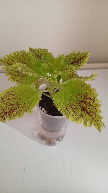 себет корзины: Колеус Пеле, гигант сорт. Адрес: с.Новопавловка, Тынчтык — 1