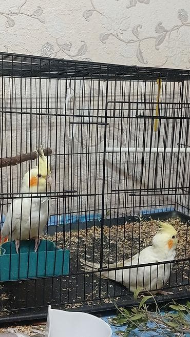 отдам животных в хорошие руки: Обменяю корелл на волнистых попугаев два самца !!! — 1