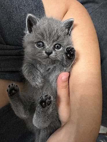 пародистые котята: Шотландские вислоухие котята (Scottish Fold), окрас голубой (blue). - — 1