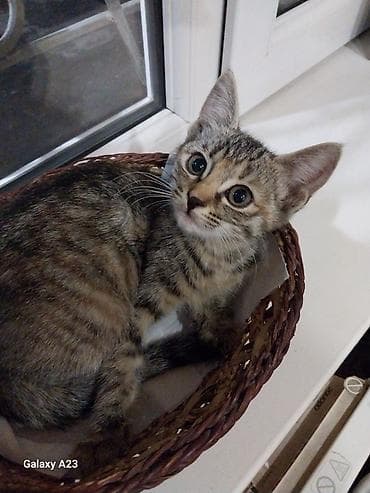 Отдам даром кошку: Котёнок тигрового окраса девочка. Белый с серым мальчик, отдам в — 1