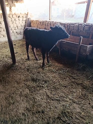 ангус мал: Продаю | Бык (самец), Музоо, торпок — 2