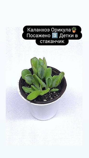 алоказии: Продаю комнатные растения, цветы . Пассифлора Бегония кализия — 7