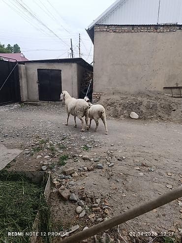 парода малдар: Продаю | Овца (самка) | Для разведения — 4