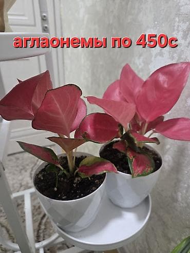 Бөлмө өсүмдүктөрү: Антуриум в декоративном горшке - Эффектное комнатное растение с — 6