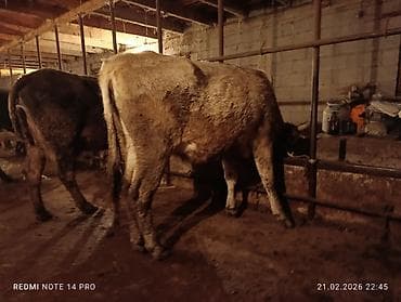 Аквариумы: Продаю | Тёлка | Швицкая | На откорм, На забой, Для разведения | Племенные, Привязанные — 6